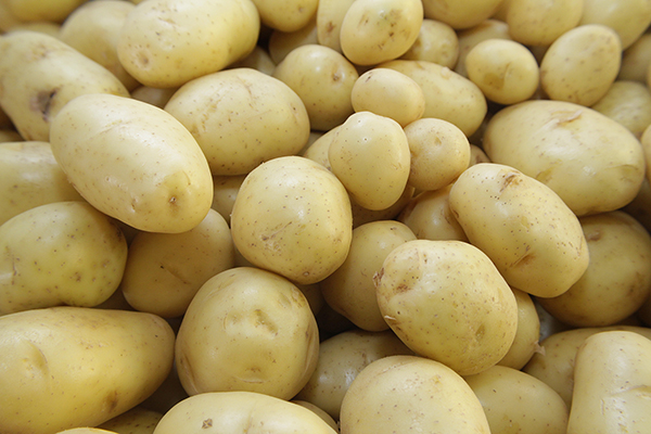 Diminuição das chuvas eleva a oferta de Batatas e preços caem